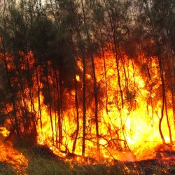 INCENDIOFORESTAL
